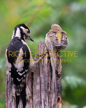 Sharing