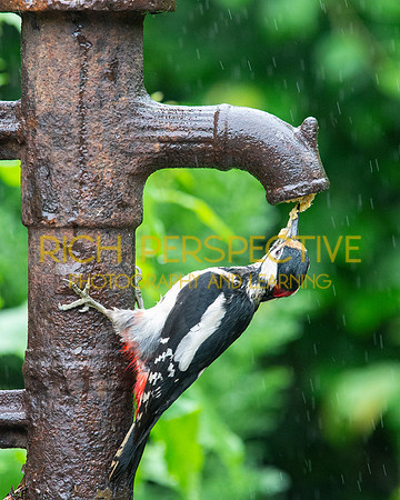 Woodpecker 3