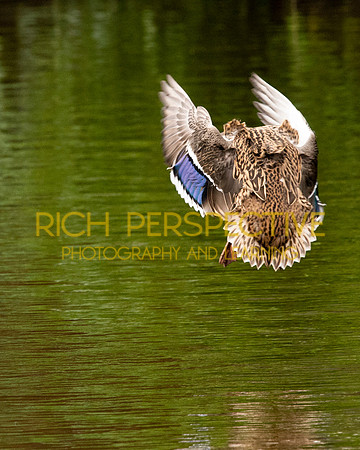 Duck Landing