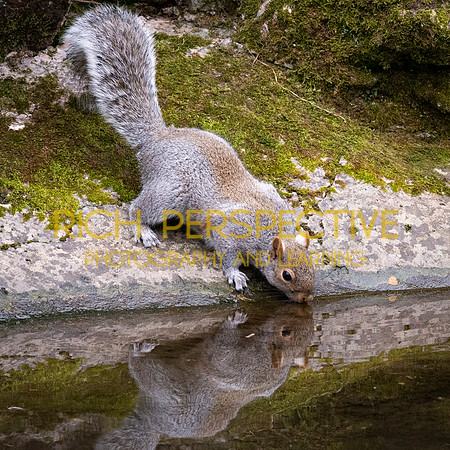 Squirrel 3