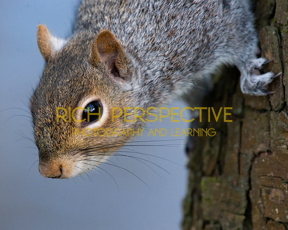 Squirrel 4
