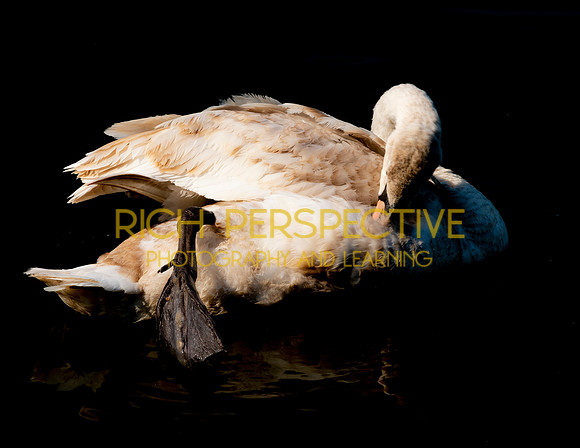 Cygnet