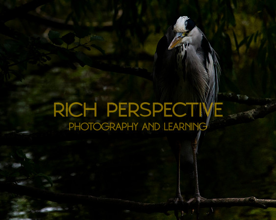 Heron 1