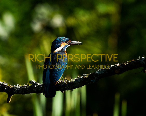 Kingfisher 1