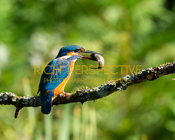 Kingfisher 2