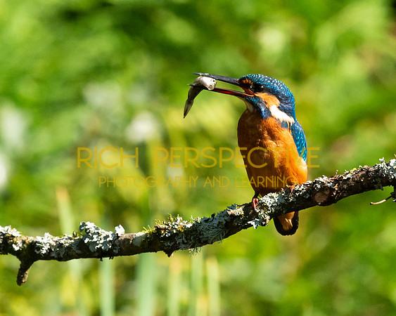 Kingfisher 4