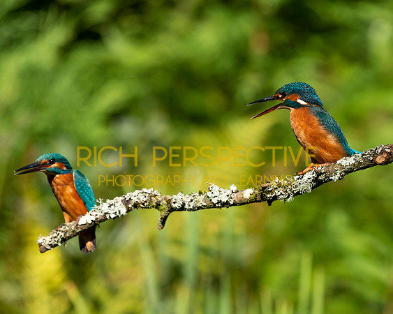 King Pair