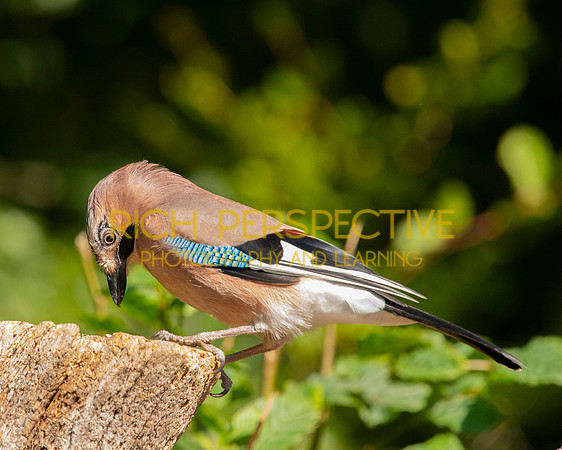 Jay 2