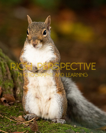 Squirrel 6
