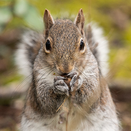 Squirrel 1