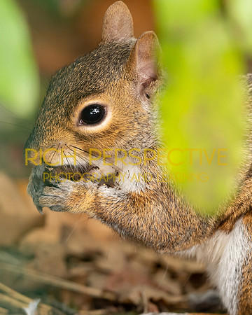 Squirrel 7