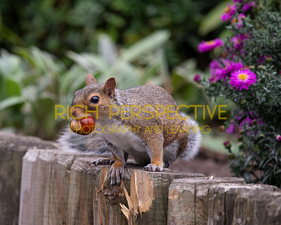Squirrel 5